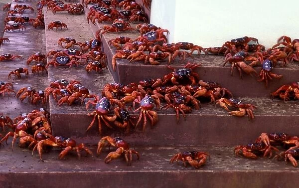 Red Crab (a land crab) - In town on steps during downward migration (mostly males) - Christmas Island - Indian Ocean (Australian Territory) JPF35223