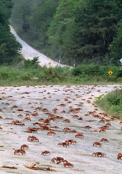 Red Crab - (land crab) downward migration crossing road. Christmas Island Pacific Ocean Fm: Gecarcoidea