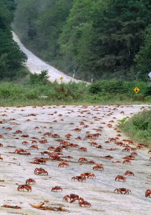 Framed Print : Red Crab - (land crab) downward migration crossing road. Christmas Island Pacific Ocean Fm: Gecarcoidea Framed Print : Red Crab - (land crab) downward migration crossing road. Christmas Island Pacific Ocean Fm: Gecarcoidea