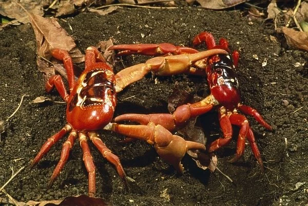 Red Crab - (land crab) males fighting over burrow (mating place) Christmas Island, Indian Ocean. Fm: Gecarcoidea