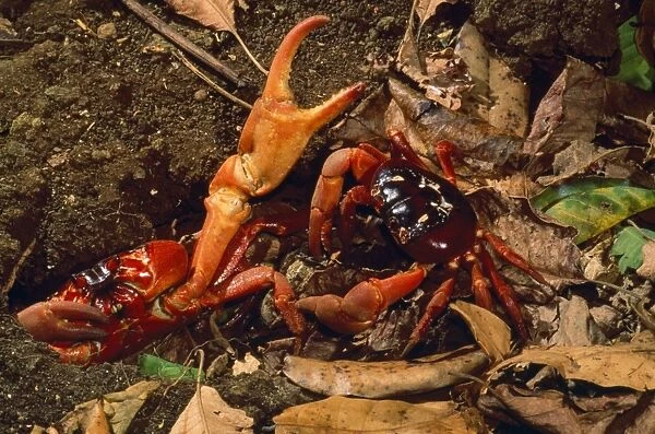 Red Crab - (land crab) males fighting over burrow (mating place) Christmas Island Indian Ocean Fm: Gecarcoidea