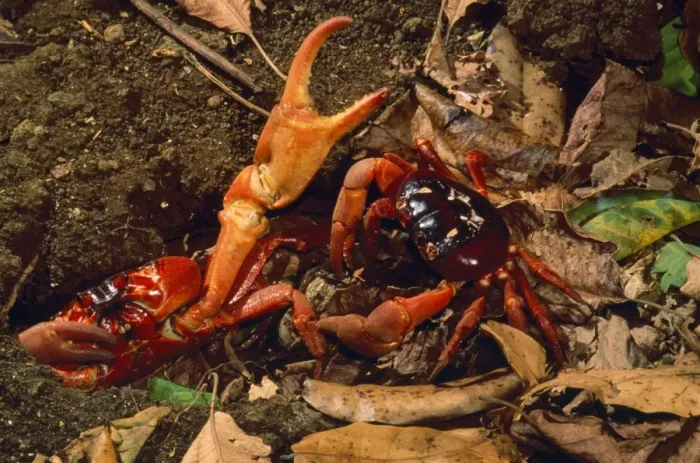 Framed Print : Red Crab - (land crab) males fighting over burrow (mating place) Christmas Island Indian Ocean Fm: Gecarcoidea Framed Print : Red Crab - (land crab) males fighting over burrow (mating place) Christmas Island Indian Ocean Fm: Gecarcoidea