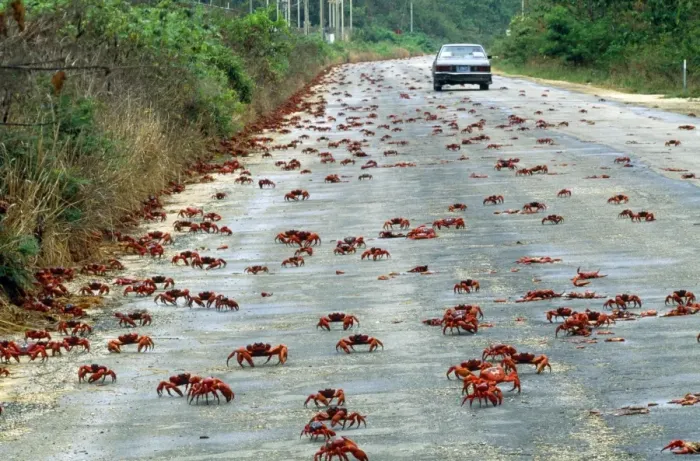 Framed Print : Red Crab - a land crab on road during migration - Christmas Island - Indian Ocean (Australian Territory) Framed Print : Red Crab - a land crab on road during migration - Christmas Island - Indian Ocean (Australian Territory)