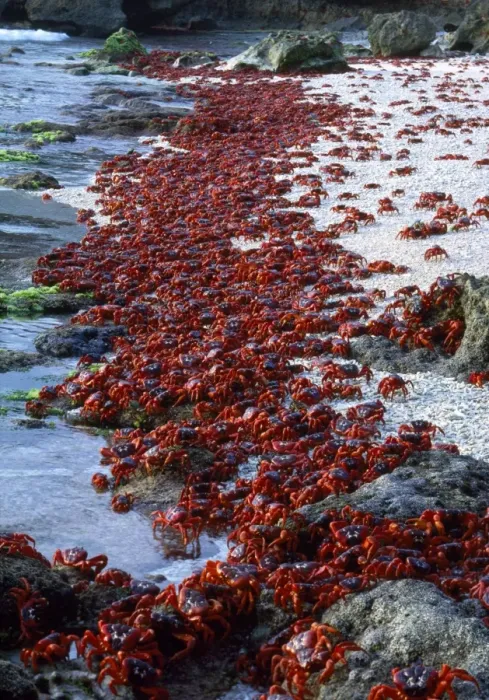 Framed Print : Red Crab - males dipping to replenish water / salt - Chistmas Island, Indian Ocean Framed Print : Red Crab - males dipping to replenish water / salt - Chistmas Island, Indian Ocean