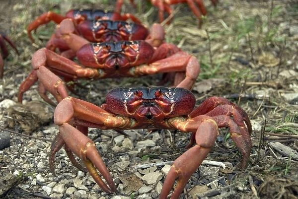 Red Crabs. Date