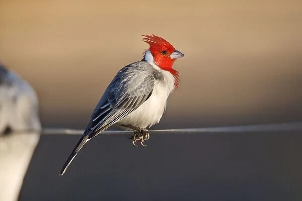 Red-crested Cardinal - single adult sitting on a fence
