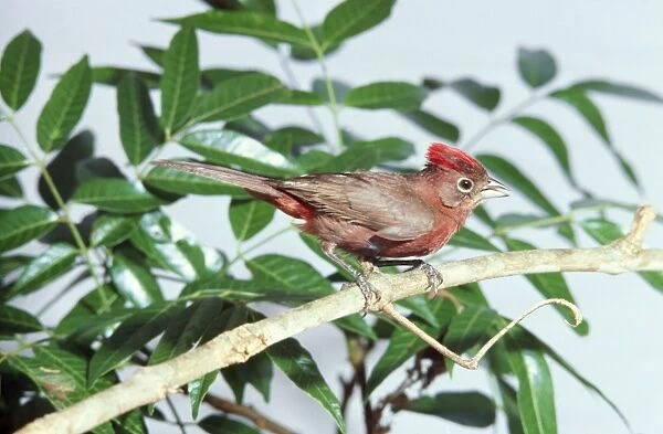 Red-crested Finch - Goias Brazil