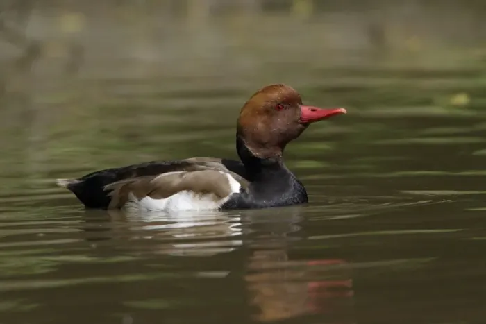 Framed Print : Red-Crested Pochard-drake swimming on lake, Washington WWT, Tyne and Wear UK