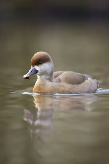 Framed Print : Red Crested Pochard - female in winter - UK Framed Print : Red Crested Pochard - female in winter - UK