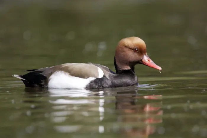 Framed Print : Red-crested Pochard. Male