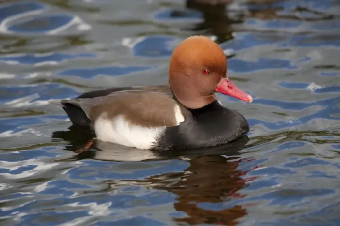 Framed Print : Red Crested Pochard - male - UK Framed Print : Red Crested Pochard - male - UK