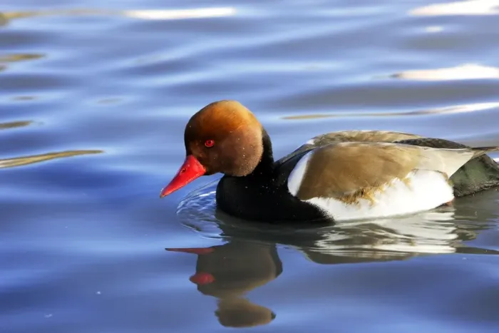 Framed Print : Red-crested Pochard. Saintes Maries de la Mer - Carmague - France Framed Print : Red-crested Pochard. Saintes Maries de la Mer - Carmague - France