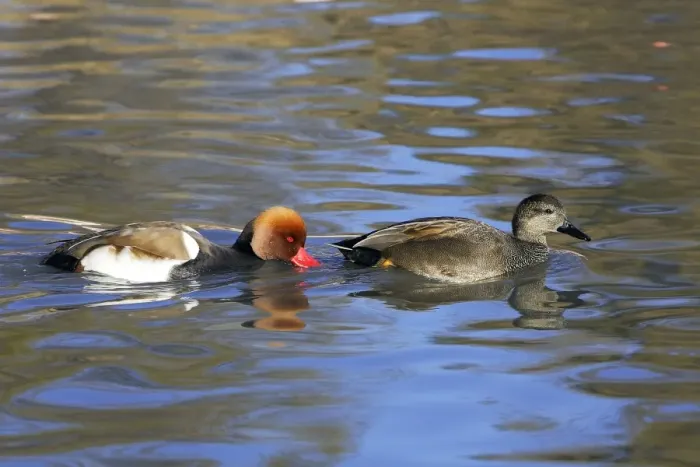 Framed Print : Red-crested Pochard. Saintes Maries de la Mer - Carmague - France Framed Print : Red-crested Pochard. Saintes Maries de la Mer - Carmague - France