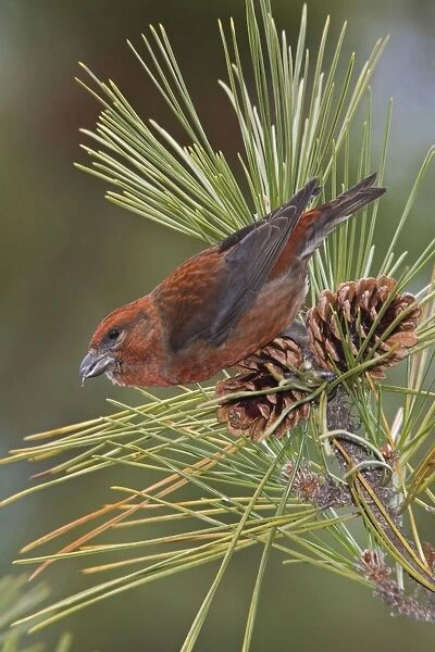 Red crossbill - in CT in December 2007 during a 'finch' year. USA