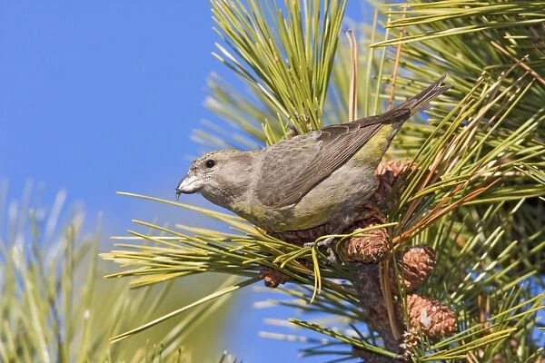 Red crossbill - female type in winter. Connecticut in January