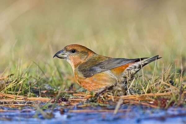 Red Crossbill - male bathing in winter. Connecticut in January