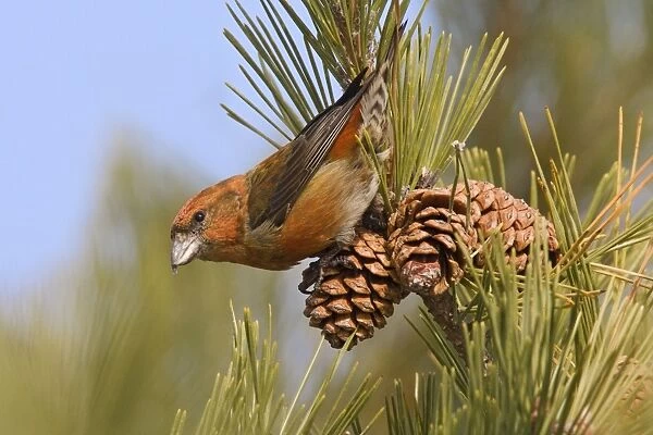 Red crossbill - male in December, CT, USA