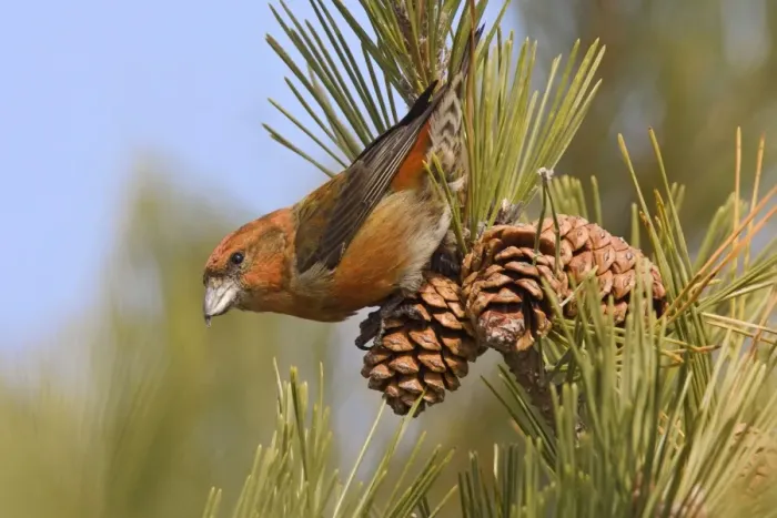 Framed Print : Red crossbill - male in December, CT, USA Framed Print : Red crossbill - male in December, CT, USA