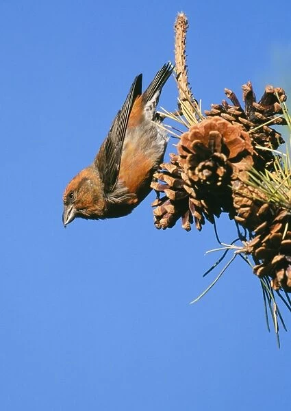 Red CROSSBILL - male feeding on pine cones