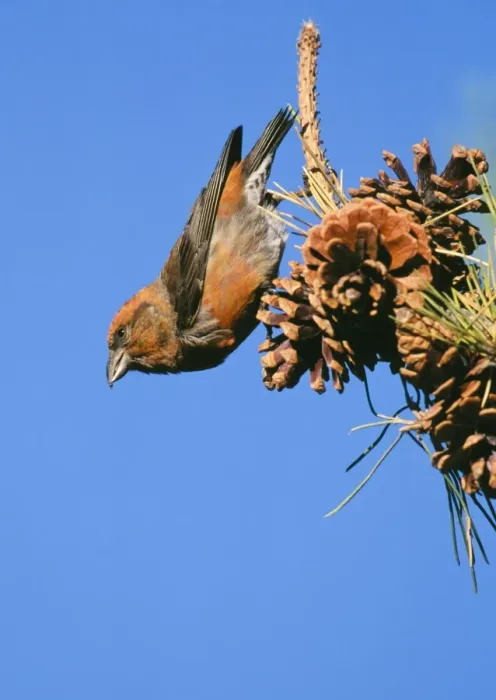 Framed Print : Red Crossbill male feeding on pine cones Framed Print : Red Crossbill male feeding on pine cones