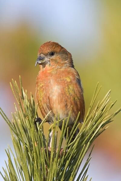 Red crossbill - male in winter. Connecticut in January