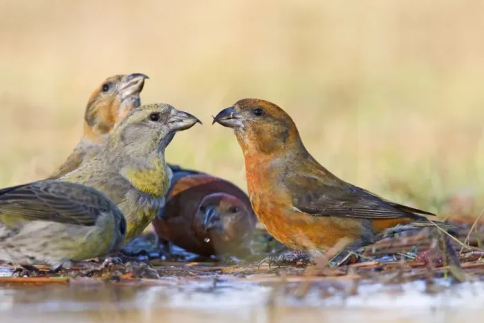 Framed Print : Red Crossbill's - bathing in thawed puddle. Connecticut in January Framed Print : Red Crossbill's - bathing in thawed puddle. Connecticut in January