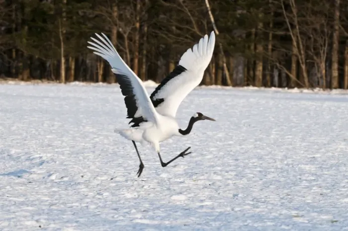 Framed Print : Red-crowned Crane - adult running to take off - Kushiro - Hokkaido Island - Japan Framed Print : Red-crowned Crane - adult running to take off - Kushiro - Hokkaido Island - Japan