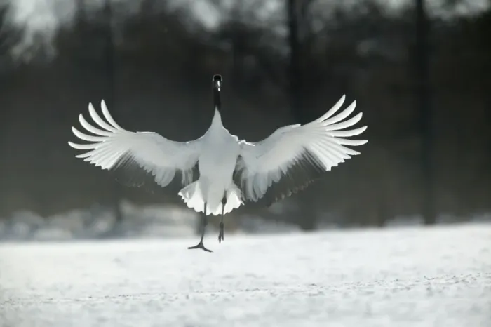 Framed Print : Red-crowned Crane - displaying, wings outstretched Hokkaido, Japan Framed Print : Red-crowned Crane - displaying, wings outstretched Hokkaido, Japan