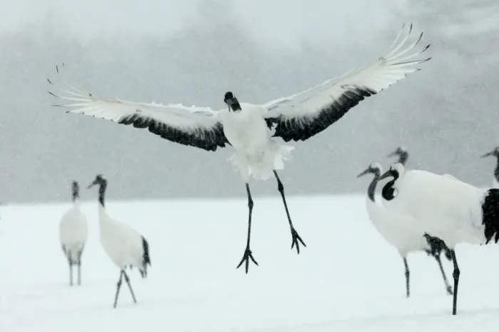 Framed Print : Red-crowned Crane - displaying Hokkaido, Japan Framed Print : Red-crowned Crane - displaying Hokkaido, Japan