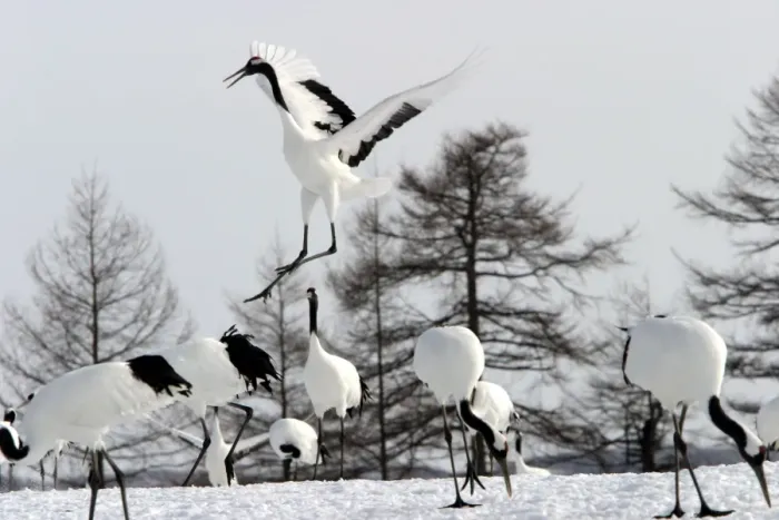 Framed Print : Red-crowned Crane - displaying Hokkaido, Japan Framed Print : Red-crowned Crane - displaying Hokkaido, Japan