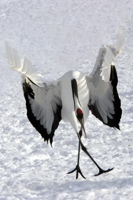 Framed Print : Red-crowned Crane - displaying Hokkaido, Japan Framed Print : Red-crowned Crane - displaying Hokkaido, Japan