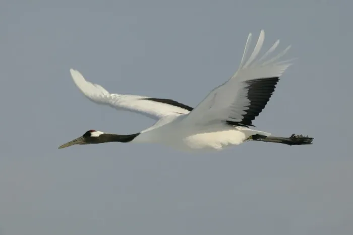 Framed Print : Red-crowned Crane - in flight Hokkaido, Japan Framed Print : Red-crowned Crane - in flight Hokkaido, Japan