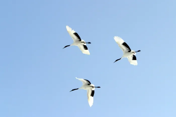 Framed Print : Red-crowned Crane - three in flight Hokkaido, Japan Framed Print : Red-crowned Crane - three in flight Hokkaido, Japan