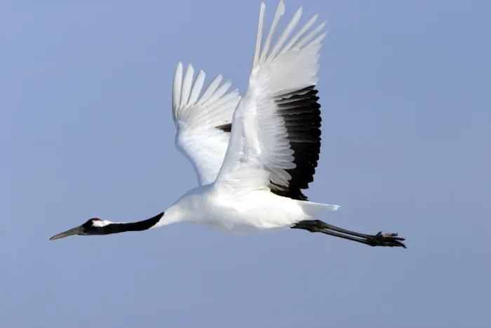 Framed Print : Red-crowned Crane - in flight Hokkaido, Japan Framed Print : Red-crowned Crane - in flight Hokkaido, Japan