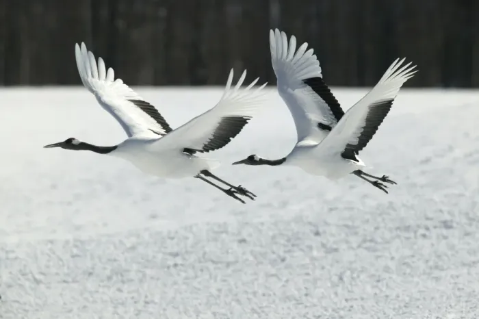 Framed Print : Red-Crowned Crane - two in flight. Hokkaido, Japan Framed Print : Red-Crowned Crane - two in flight. Hokkaido, Japan