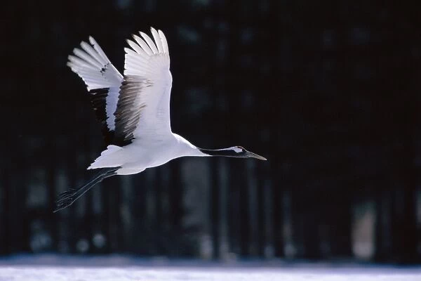 Red-crowned Crane - In flight - Kushiro Shitsugen National Park - Hokkaido - Japan - eastern Eurasia JPF40102