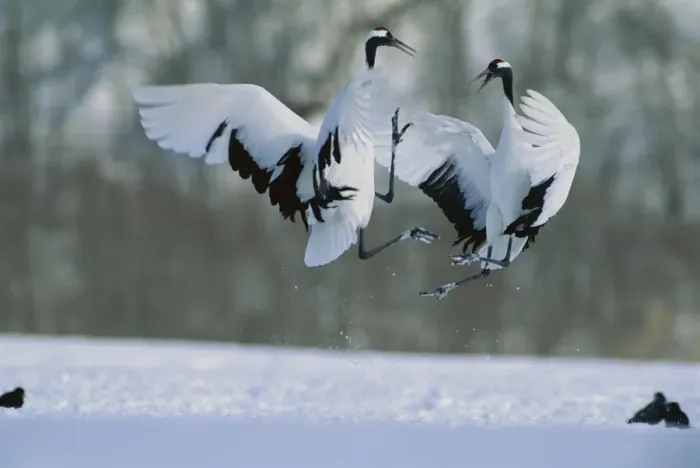Framed Print : Red-crowned Crane - In flight - Kushiro Shitsugen National Park - Hokkaido - Japan - eastern Eurasia JPF40123 Framed Print : Red-crowned Crane - In flight - Kushiro Shitsugen National Park - Hokkaido - Japan - eastern Eurasia JPF40123