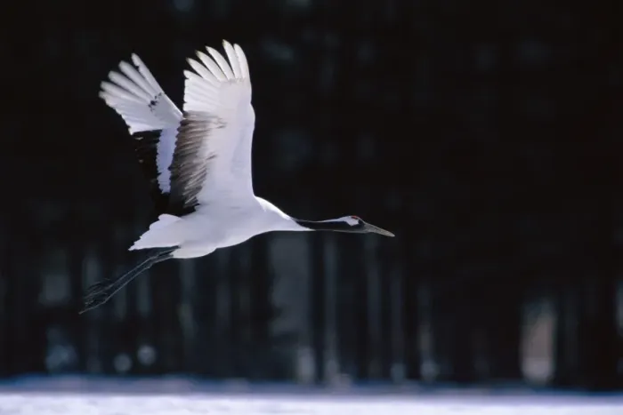 Framed Print : Red-crowned Crane - In flight - Kushiro Shitsugen National Park - Hokkaido - Japan - eastern Eurasia JPF40102 Framed Print : Red-crowned Crane - In flight - Kushiro Shitsugen National Park - Hokkaido - Japan - eastern Eurasia JPF40102