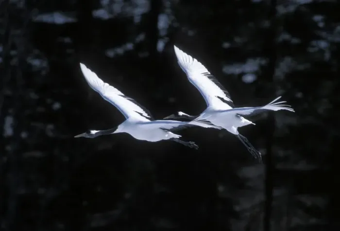 Framed Print : Red-crowned Crane - In flight - Kushiro Shitsugen National Park - Hokkaido - Japan - eastern Eurasia JPF40096 Framed Print : Red-crowned Crane - In flight - Kushiro Shitsugen National Park - Hokkaido - Japan - eastern Eurasia JPF40096