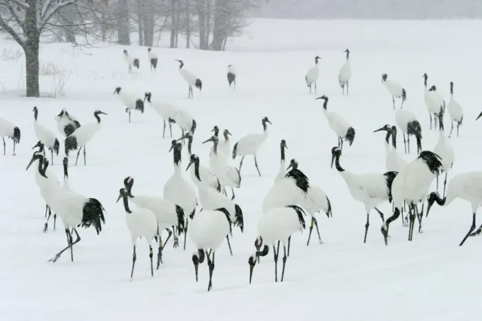 Framed Print : Red-crowned Crane - flock in snow Hokkaido, Japan Framed Print : Red-crowned Crane - flock in snow Hokkaido, Japan