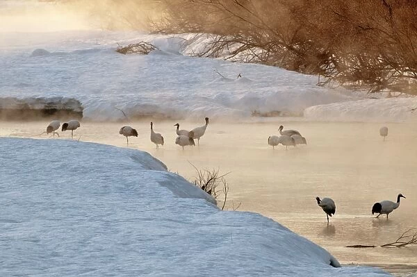 Red-crowned Crane - group in early morning light - at river roost site - Kushiro - Hokkaido Island - Japan