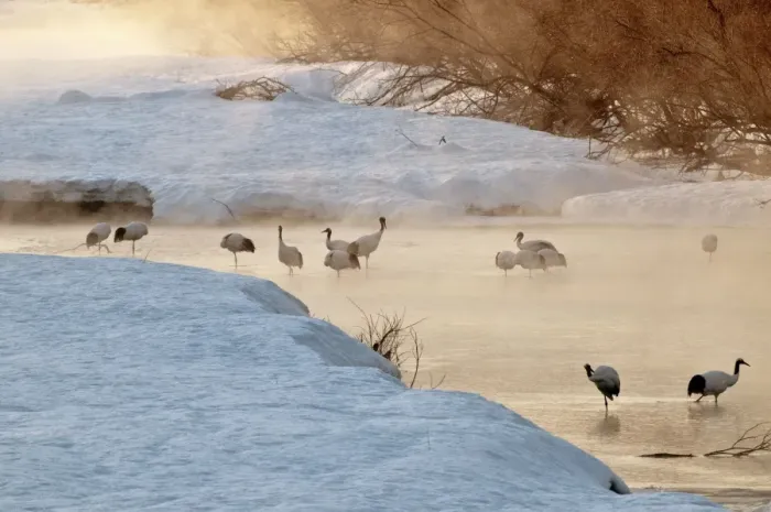 Framed Print : Red-crowned Crane - group in early morning light - at river roost site - Kushiro - Hokkaido Island - Japan Framed Print : Red-crowned Crane - group in early morning light - at river roost site - Kushiro - Hokkaido Island - Japan