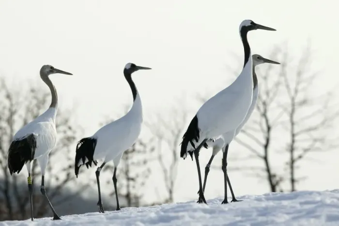 Framed Print : Red-crowned Crane - group Hokkaido, Japan Framed Print : Red-crowned Crane - group Hokkaido, Japan