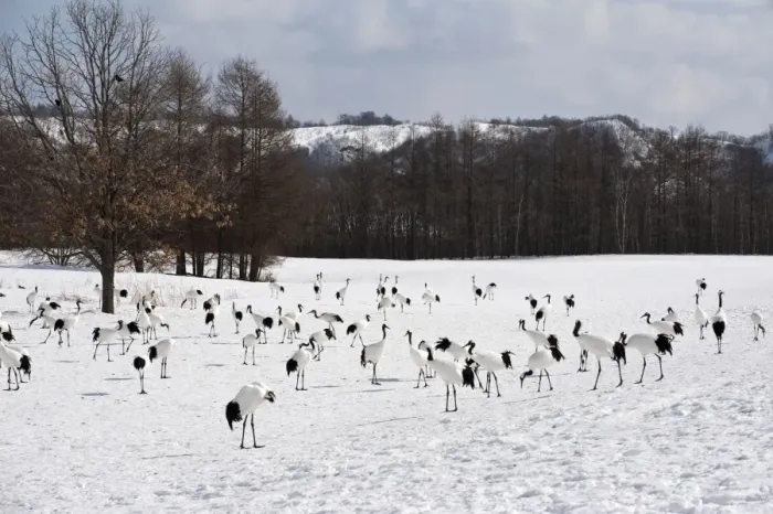 Framed Print : Red-crowned Crane - group on wintering ground - Kushiro - Hokkaido Island - Japan Framed Print : Red-crowned Crane - group on wintering ground - Kushiro - Hokkaido Island - Japan