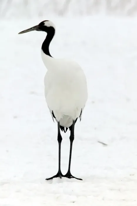 Framed Print : Red-crowned Crane Hokkaido, Japan Framed Print : Red-crowned Crane Hokkaido, Japan