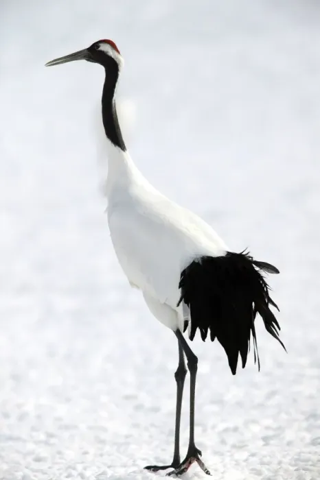 Framed Print : Red-crowned Crane Hokkaido, Japan Framed Print : Red-crowned Crane Hokkaido, Japan