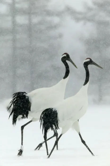 Framed Print : Red Crowned Crane / Japanese Crane Displaying Hokkaido, Japan Framed Print : Red Crowned Crane / Japanese Crane Displaying Hokkaido, Japan