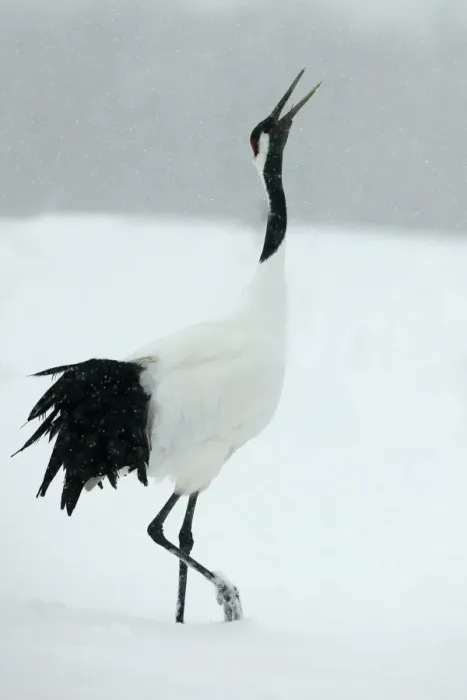 Framed Print : Red Crowned Crane / Japanese Crane Displaying Hokkaido, Japan Framed Print : Red Crowned Crane / Japanese Crane Displaying Hokkaido, Japan