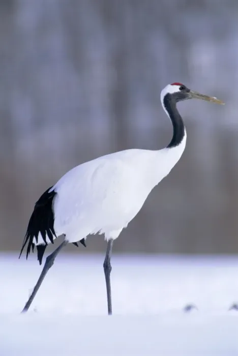 Framed Print : Red-crowned Crane - Kushiro Shitsugen National Park - Hokkaido - Japan - eastern Eurasia JPF40188 Framed Print : Red-crowned Crane - Kushiro Shitsugen National Park - Hokkaido - Japan - eastern Eurasia JPF40188