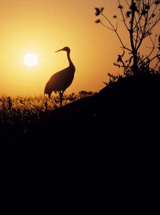 Framed Print : Red Crowned Crane NG 39 C Silhouette at sunset, China Manchuria. Grus japonensis © Nick Gordon / ardea. com Framed Print : Red Crowned Crane NG 39 C Silhouette at sunset, China Manchuria. Grus japonensis © Nick Gordon / ardea. com
